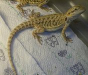 puppy-beardies-clothes 010.jpg