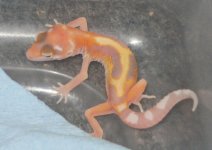 animal 006.jpg