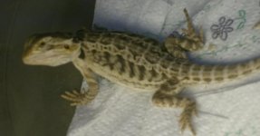 puppy-beardies-clothes 006.jpg