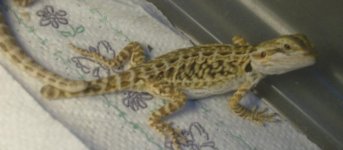puppy-beardies-clothes 008.jpg
