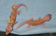 geckosandfeeders 001.jpg
