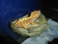 crested female 1.jpg