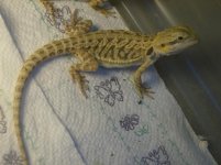 puppy-beardies-clothes 011.jpg