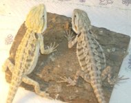 puppy-beardies-clothes 016.jpg