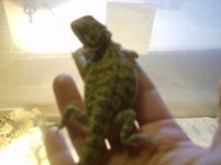 puppy-beardies-clothes 039.jpg