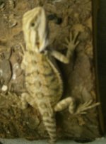 puppy-beardies-clothes 038.jpg