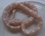 snakes 2010 010.JPG