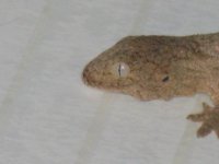 RHACS024.jpg