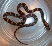 snakes 2010OK10.jpg