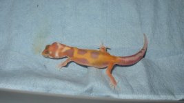 reptile 037.jpg