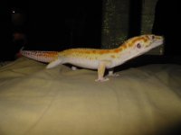 gecko 012.JPG