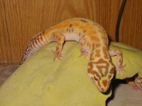 geckos 010.JPG