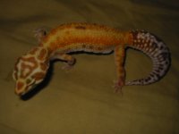 APTOR.JPG