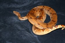 IMG_3460.jpg
