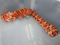 male #15.jpg