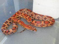 female #13.jpg