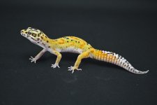 emerine3778x519.jpg