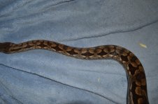 DSC_0066.jpg