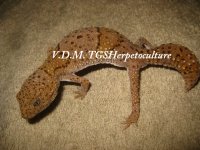 Hemiteconyx taylori TRUE CB12 (13).jpg