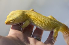 sunglow_giant1800533.jpg