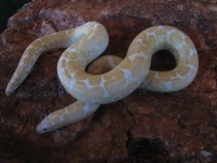 SNAKEYS 002.jpg