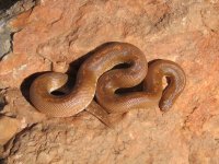 SNAKEYS 003.jpg