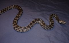 pcs5-f-1.jpg