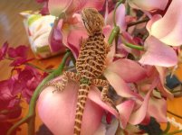 Baby Beardie #1 001.jpg
