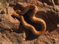 SNAKEYS 007.jpg