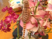 Baby Beardie #1 002.jpg
