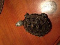 shell.jpg