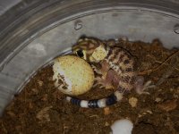 Teratoscincus s. scincus - juvenile.jpg