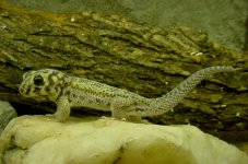 Teratoscincus scincus.jpg