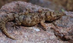Afroedura africana africana -female Erongoberg.jpg