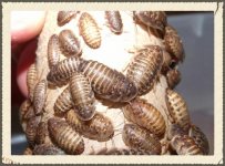 roach.jpg