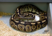 Liasen BP x Pastel Pied 06_01_13.jpg