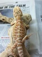 IMG_0919.jpg