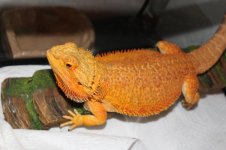 IMG_6862.jpg