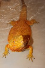 IMG_6827.jpg