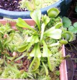 vft2.jpg