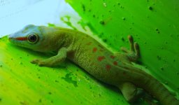 Phelsuma grandis - blue head.jpg