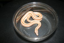Female 01.jpg