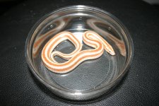 Female 02.jpg