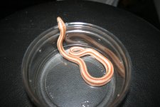 Female 03.jpg