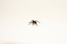 IMG_0877.jpg