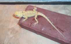 orangeleather2.jpg