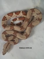 FEMALE HYPO #3 W LABEL 2.jpg