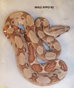 MALE HYPO #3 W LABEL.jpg