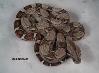 MALE NORMAL W LABEL.jpg