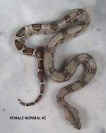 FEMALE NORMAL #2 LABEL 2.jpg